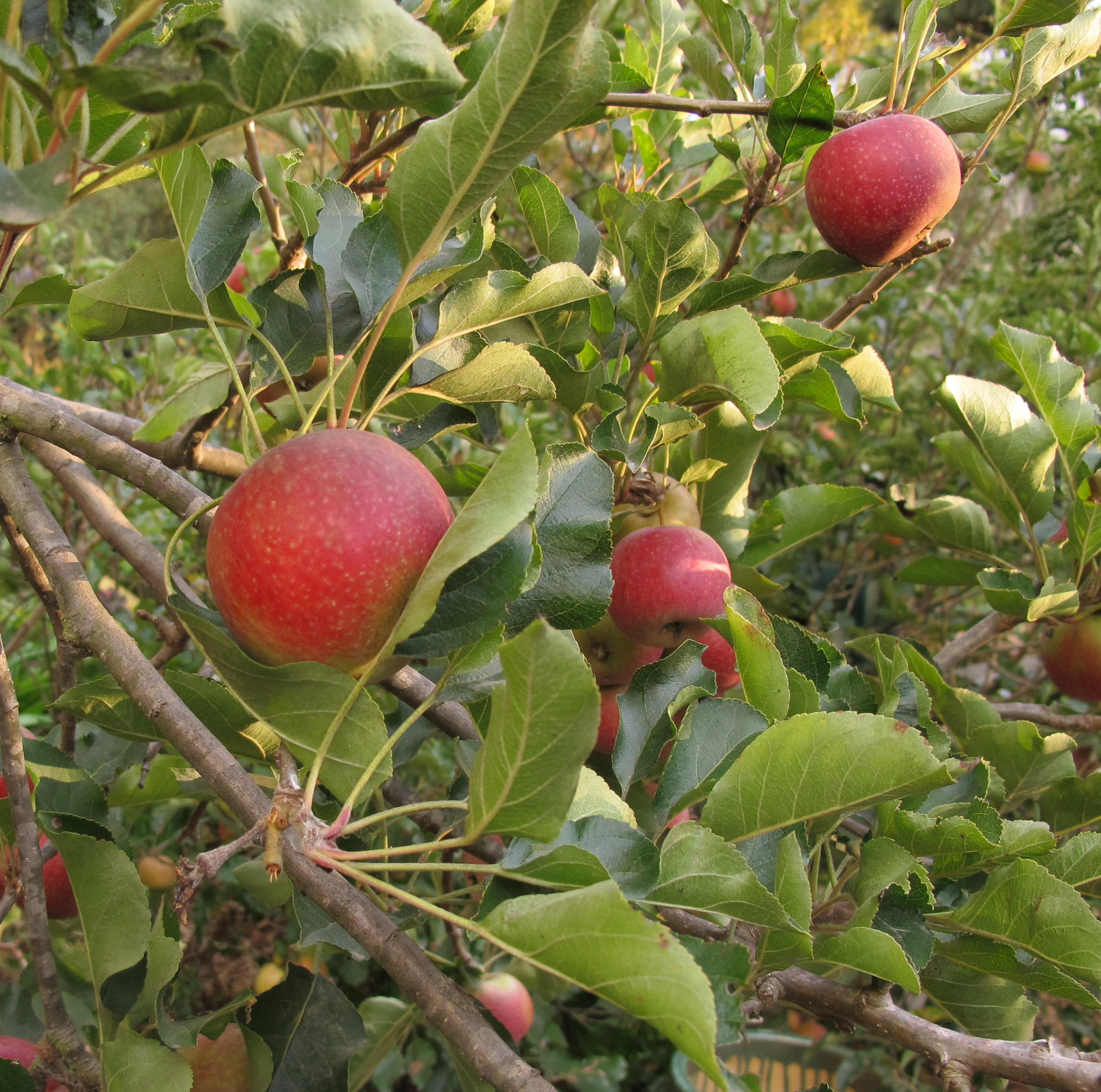 It’s Bare Root Season – the Best Time to Shop for New Fruit Trees!