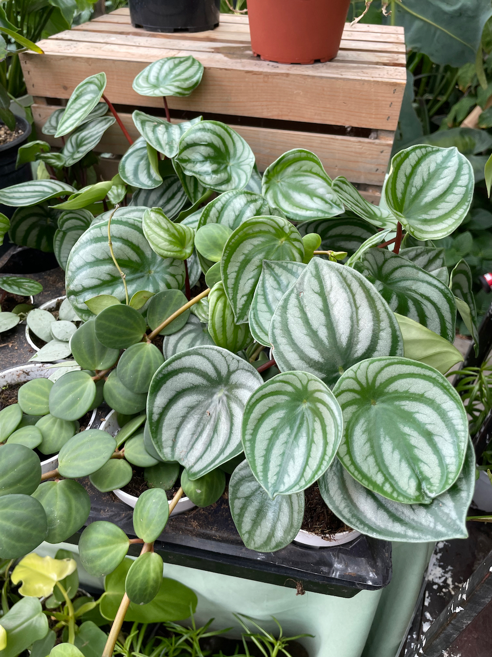 Prepping Your Plants for Vacation