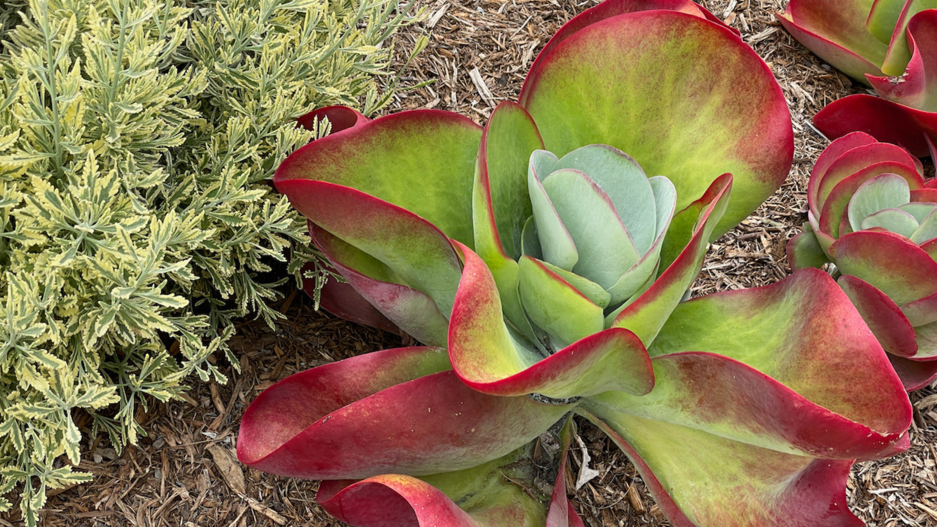 Mastering Southern California Gardening